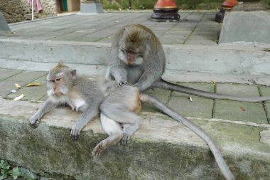 Bali 'deki Ubuds Kutsal Maymun Ormanı, Endonezya Uzun Kuyruklu Doğal Davranışlı Makaklar, Lush Jungle' daki Egzotik Vahşi Yaşam Fotoğrafları, Antik Hindu Tapınağı, Ağaçlar, Kökler ve Taş Heykeller Bölgesi 4K Çözünürlüklü Miras Bölgesi.