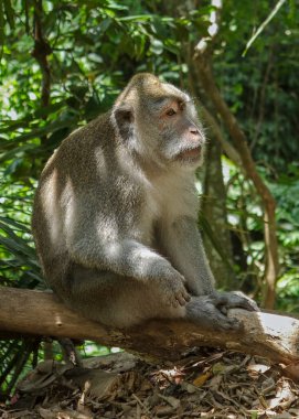 Bali 'deki Ubuds Kutsal Maymun Ormanı, Endonezya Uzun Kuyruklu Doğal Davranışlı Makaklar, Lush Jungle' daki Egzotik Vahşi Yaşam Fotoğrafları, Antik Hindu Tapınağı, Ağaçlar, Kökler ve Taş Heykeller Bölgesi 4K Çözünürlüklü Miras Bölgesi.