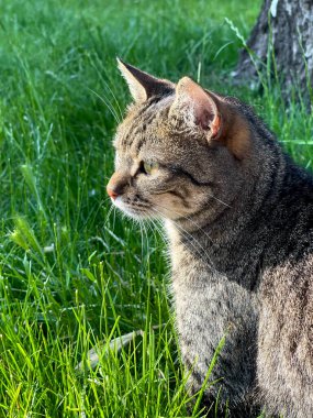 Gri teneke, çimlerin üzerinde doğal ışıkla oturuyor.