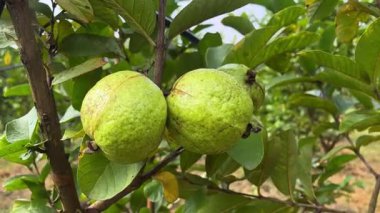 İki guava yakın çekim.