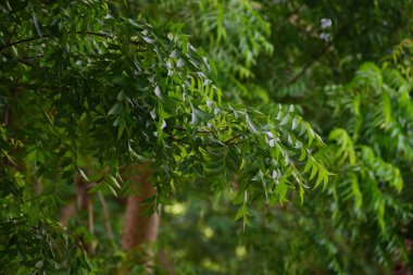 Neam yaprağı yakın görünüm