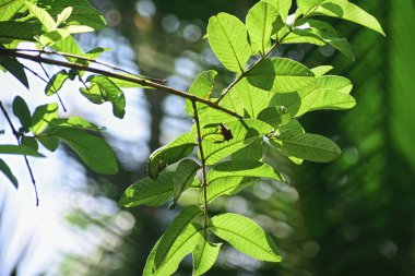 Guava yakın bırakır