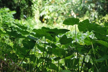 yeşil yapraklar, bitkiler ve yapraklar