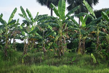 Tropikal adada muz çiftliği 