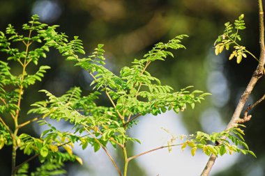 Moringa yaprakları doğada ağaçta