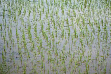 Hindistan'da pirinç alan