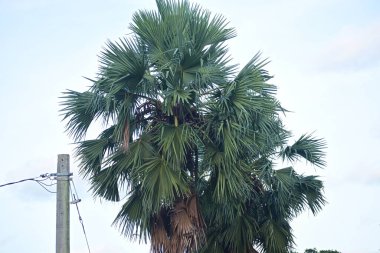 Sahilde palmiye ağaçları