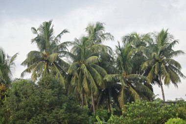Köyde hindistan cevizi ağaçları
