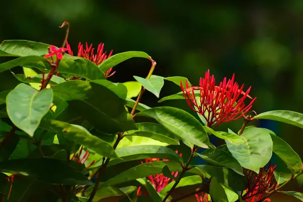 Bahçedeki kırmızı amber çiçeği