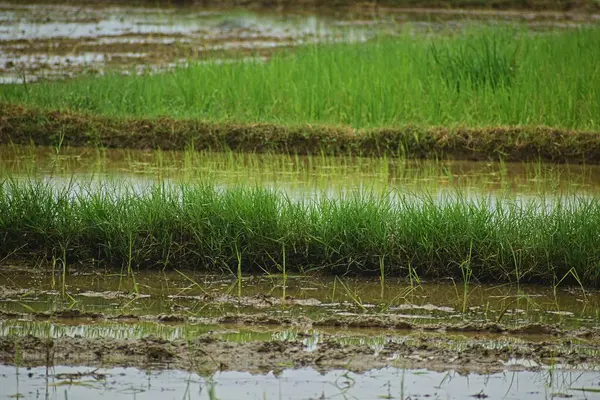 Yeşil çimenli çeltik tarlası