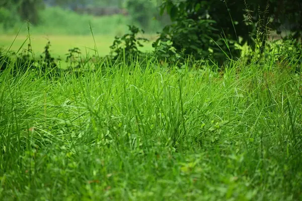 Ormanda yeşil çimenler