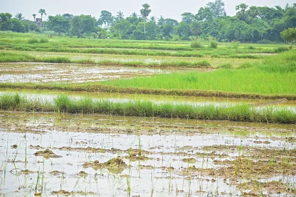 Yeşil pirinç tarlaları kırsal kesimde