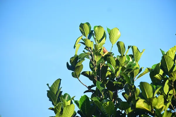 Bahçedeki bir meyve ağacının yeşil yaprakları