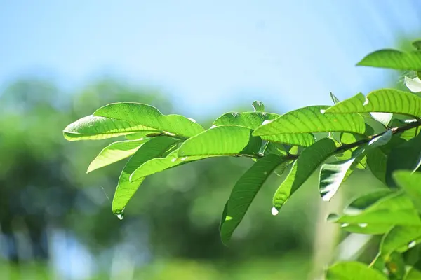 Bahçedeki guava yaprağını kapat.