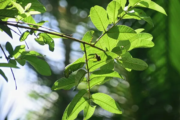 Guava yakın bırakır