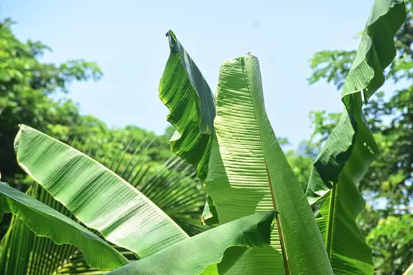 close up banana leaves 