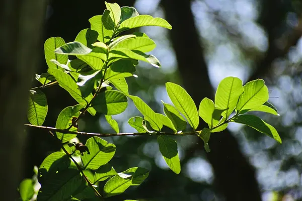 guava yaprakları ormanda