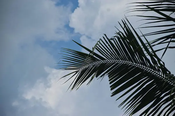 Gökyüzünde palmiye yaprakları