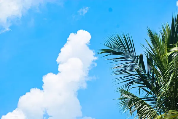 Hindistan cevizi palmiye yaprağı ve mavi gökyüzü. tropikal doğa arka planı