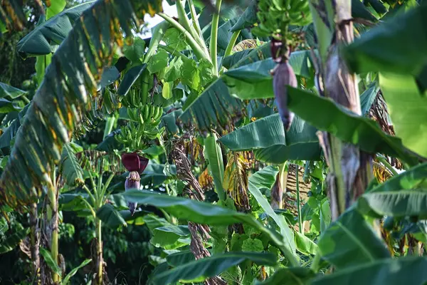 muz ağacı gruptaki