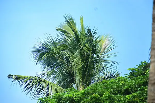 Kumsalda hindistan cevizi ağacı