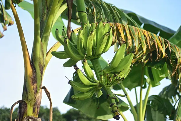 Çiftlikte yeşil muz yetiştiriciliği