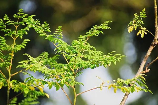 Moringa yaprakları doğada ağaçta