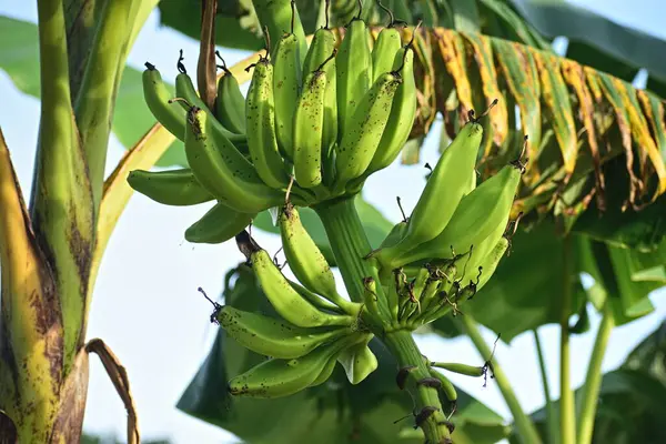 Yeşil muz, ağaca yaklaş.