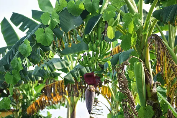 Çiftlikteki muz bitkisi