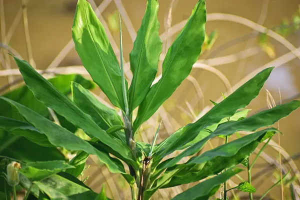 Bahçede yeşil zencefil yaprakları