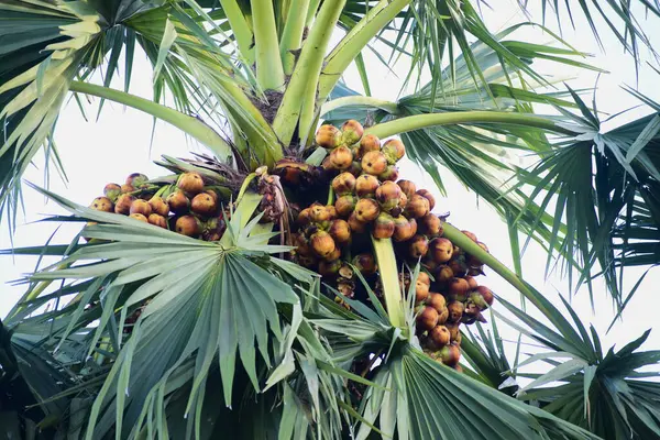 Yapraklı yeşil palmiye