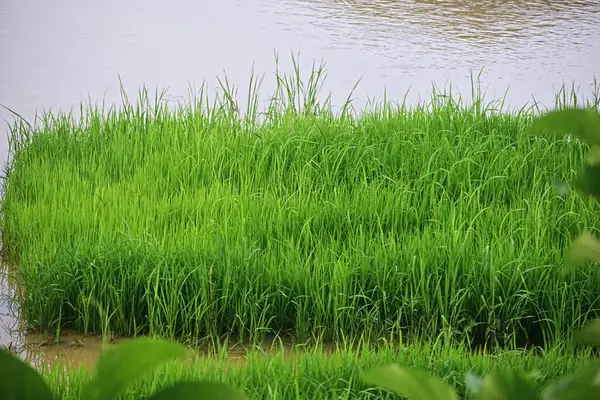 Hindistan 'da yeşil pirinç tarlası