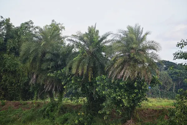 Ormanda meyve ağaçları.