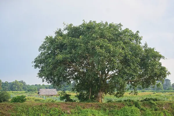 Güzel bir banyan ağacı manzarası