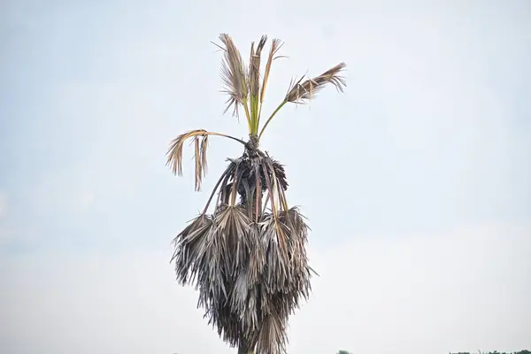Bir palmiye ağacının yakın çekimi. 