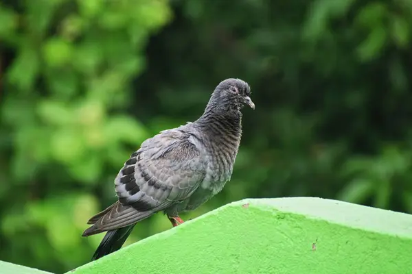 Duvarda bir güvercin