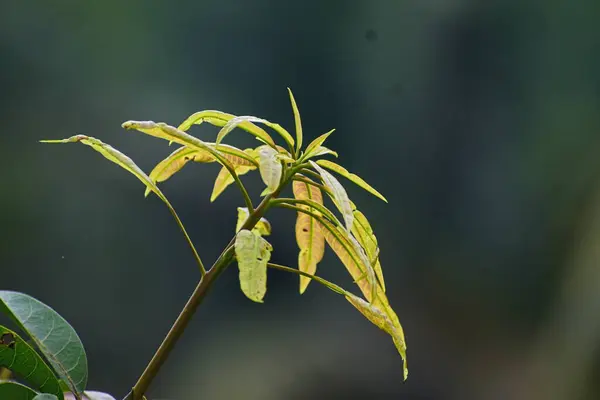 Bahçede mango yaprakları
