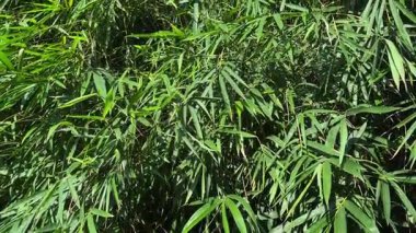 Bahçedeki bambu yaprakları