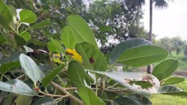 Bahçedeki banyan ağacının yeşil yaprakları