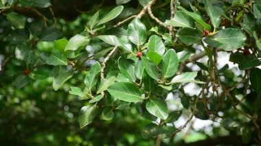 Bahçedeki banyan ağacının yeşil yaprakları