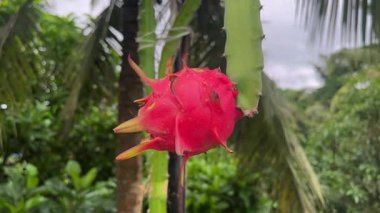 Hindistan 'da ejderha meyvesi manzarasını kapatın..