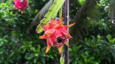 Çiftlikte yetişen güzel dargonmeyveler