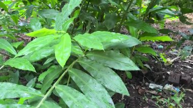Çiftlikteki zencefilli bitkilerin yakın görüntüsü