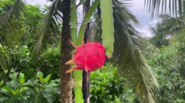 Asya 'da güzel bir ejderha meyvesi manzarası.