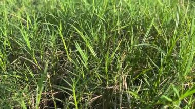 Çiyli yeşil çimen