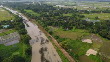 Hindistan 'daki kırsal pirinç tarlasının havadan görünüşü