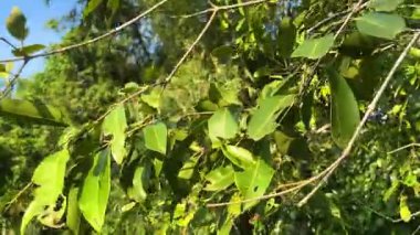 Ağaçta Syzygium cumini yaprakları var. Jamun bitkisi yaprakları yakın..