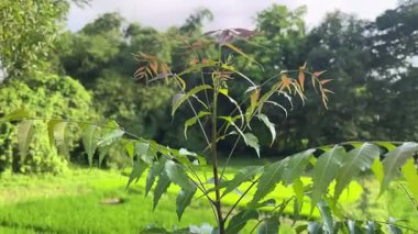 Neem bitkisinin açık hava manzarası
