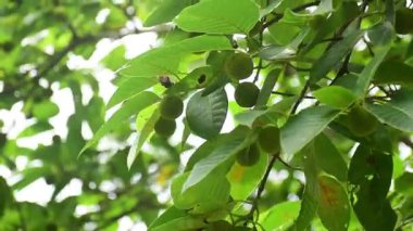 Neolamarckia cadamba meyvesi. Ağaçta asılı. Kadaba meyvesi.