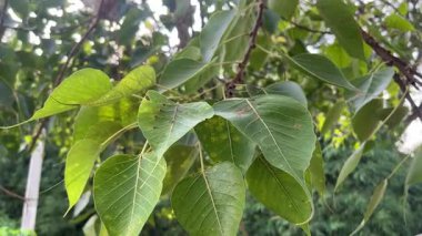 Dikiz ağacı yaprakları yakın.